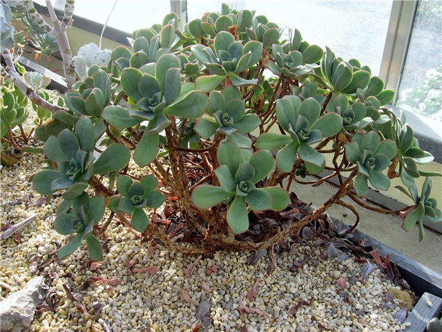 Aeonium haworthii